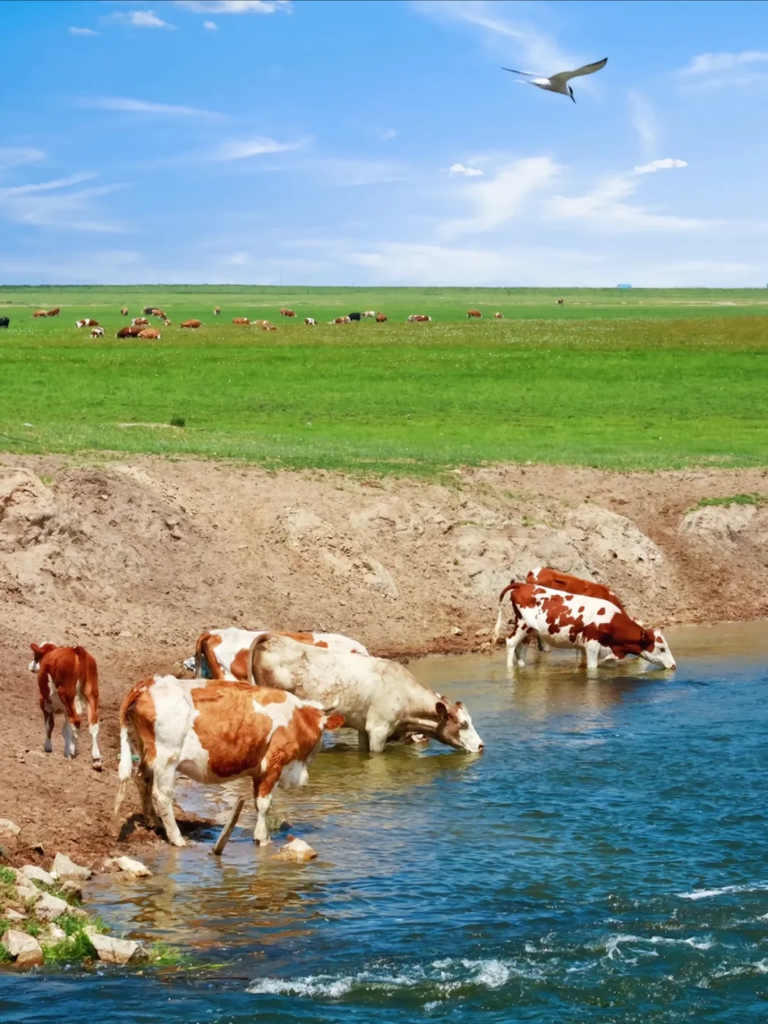 端午节乌兰布统草原可冲，附相关提醒
