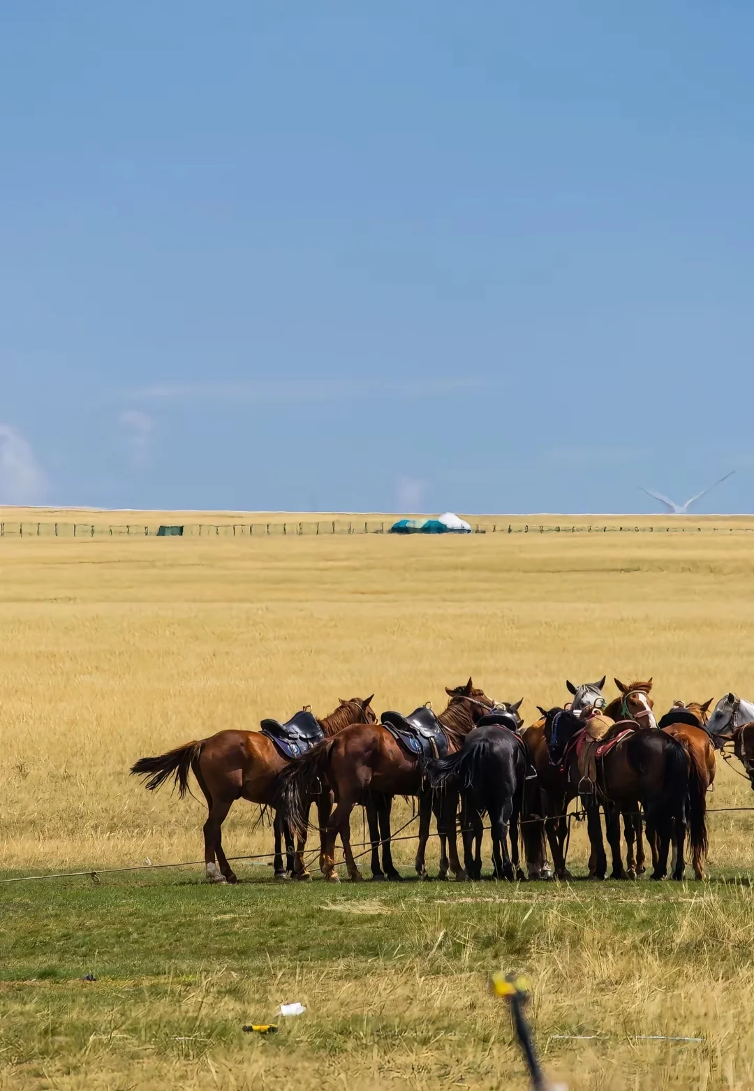 新疆八天七夜的小团!大学生强烈推荐!