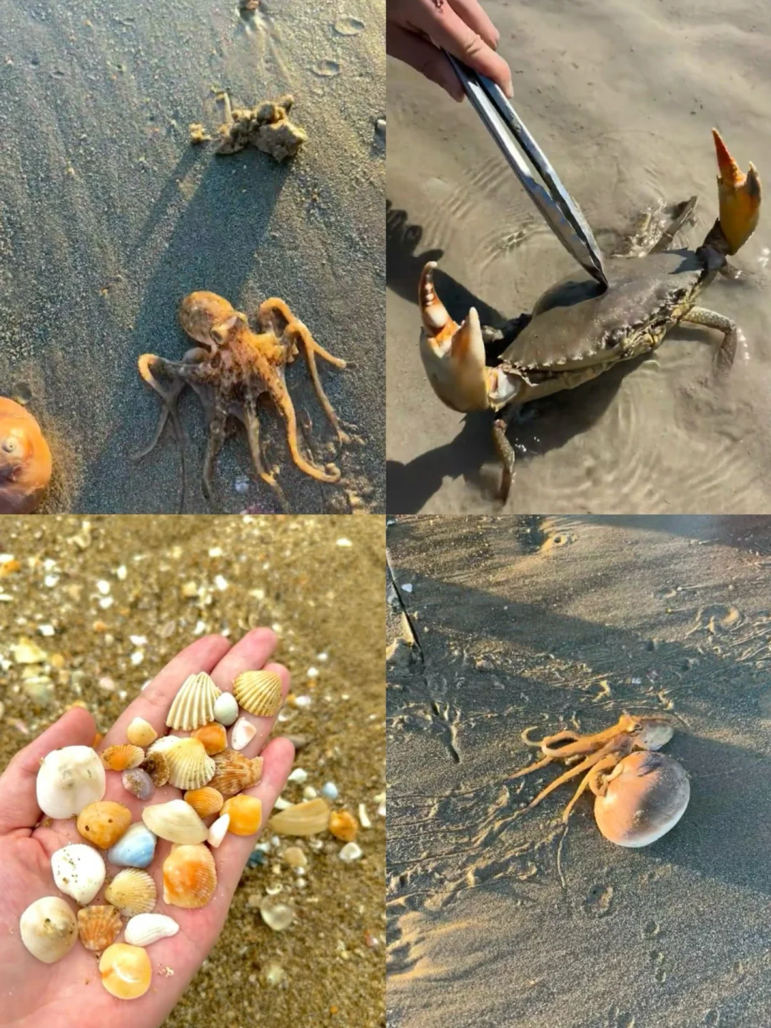 Live实况 端午节去日照赶海看完这篇再出发