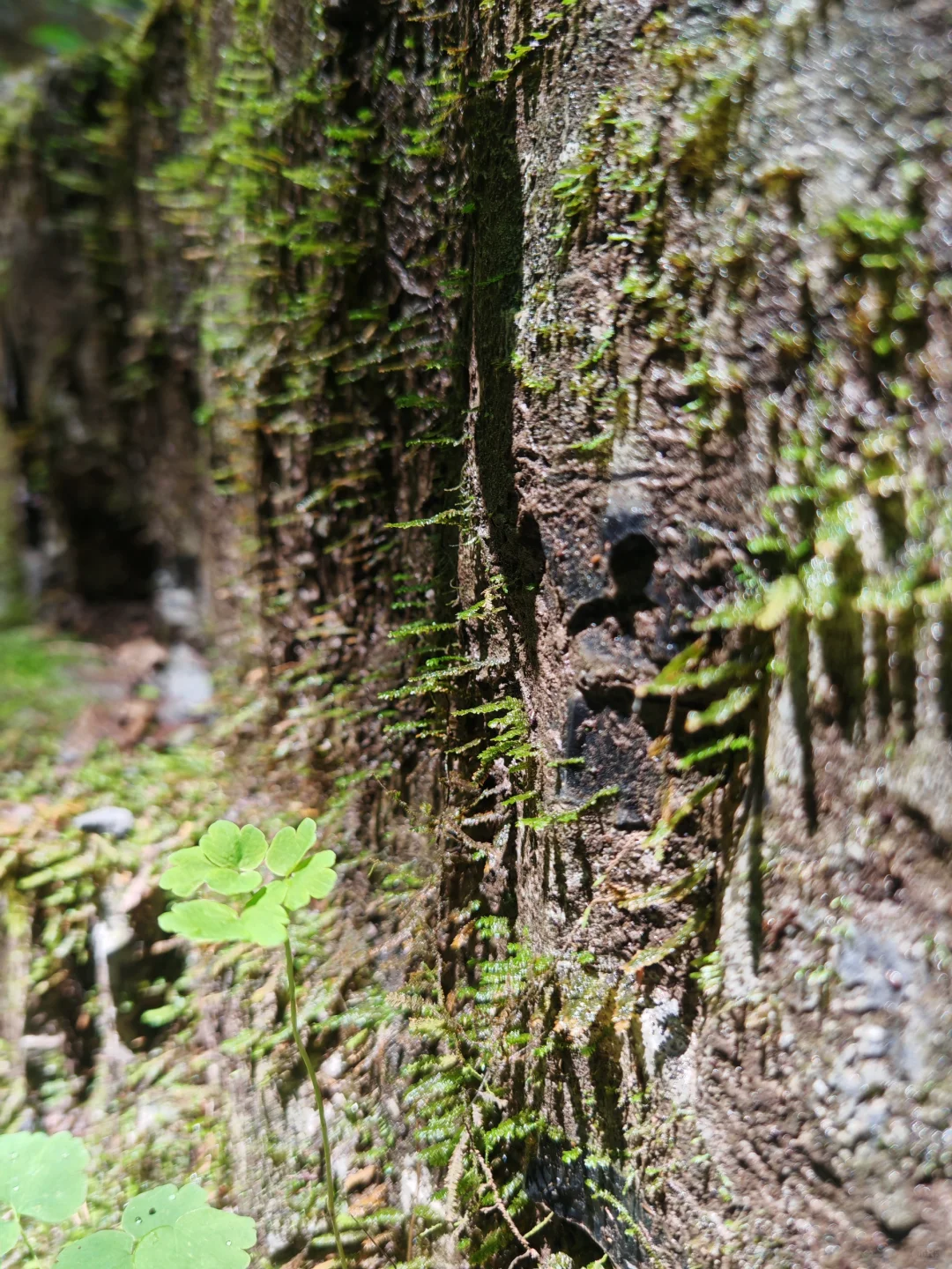 北京小众景点,每年仅开4个月