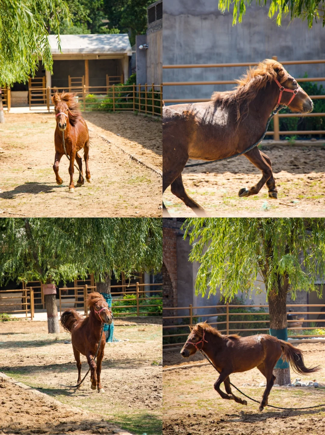 端午遛娃天花板‼云丘山萌宠乐园治愈暴击