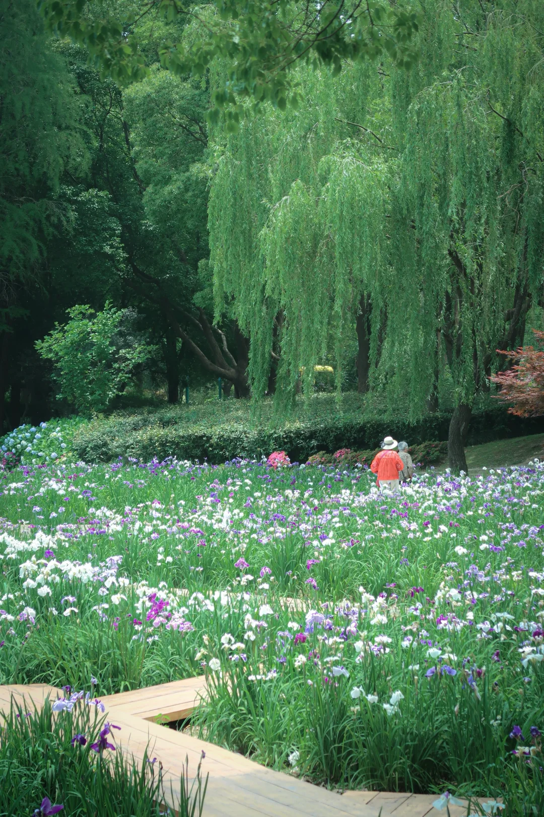 鼋头渚|花菖蒲无尽夏