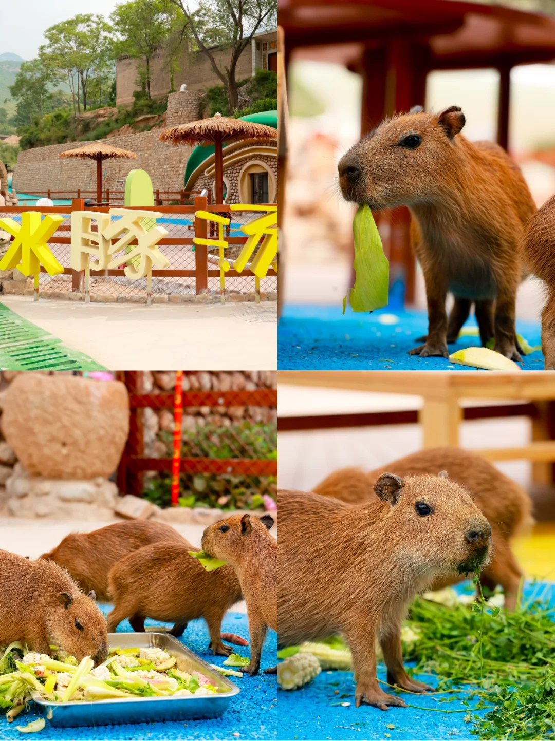 端午遛娃天花板‼云丘山萌宠乐园治愈暴击