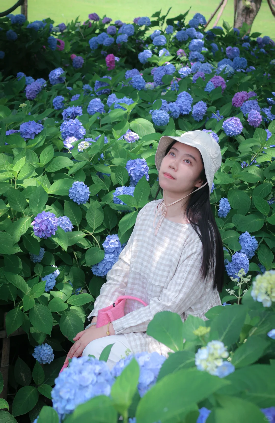 鼋头渚|花菖蒲无尽夏