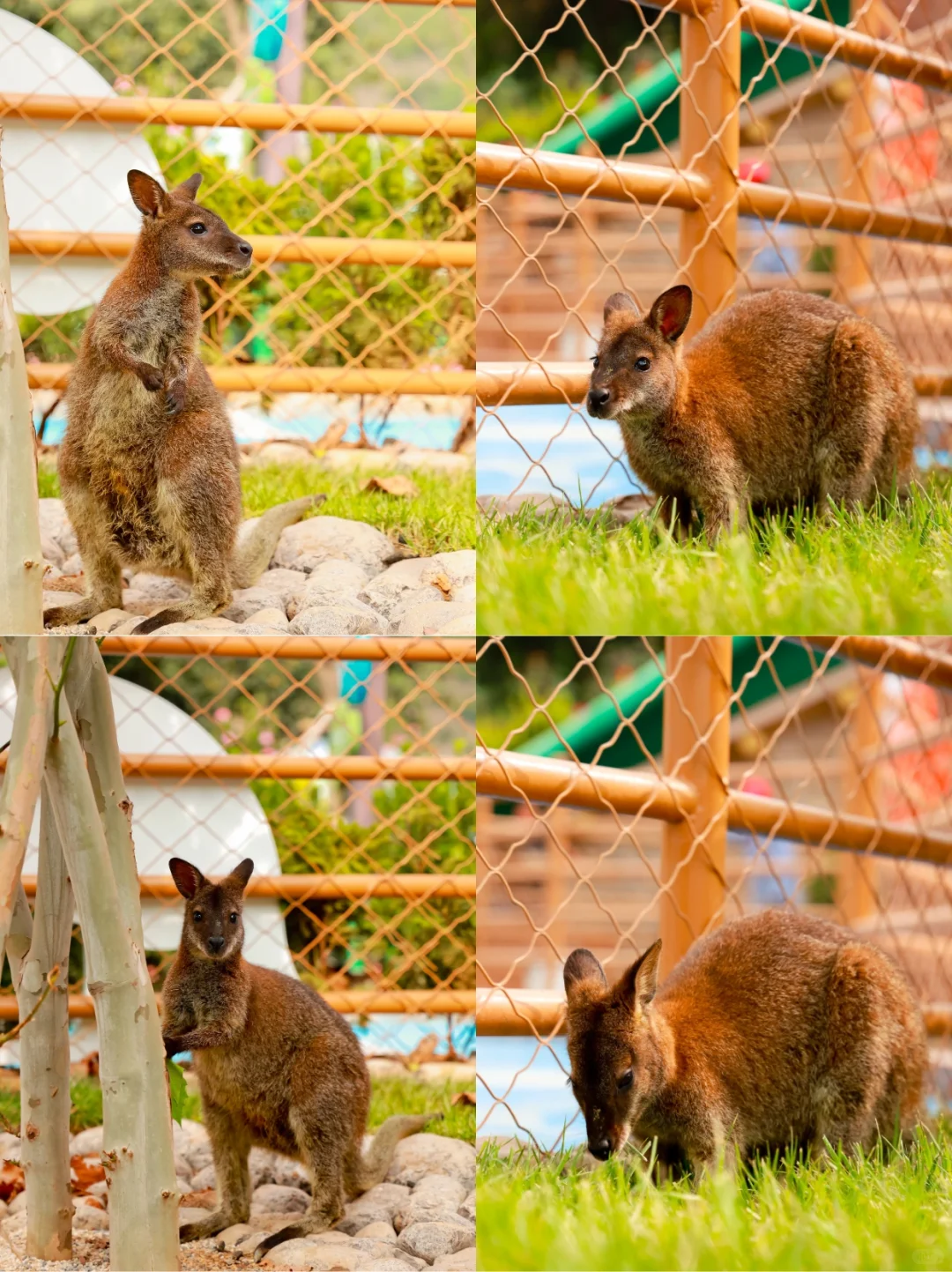 端午遛娃天花板‼云丘山萌宠乐园治愈暴击