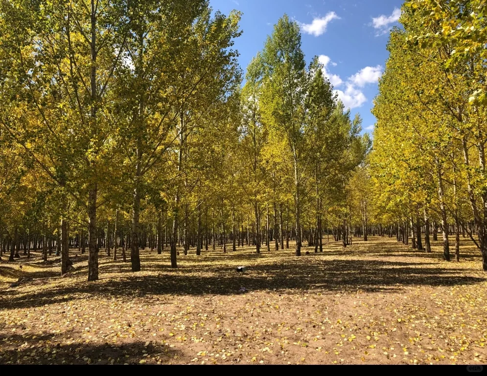 5-8月的坝上草原🌄！！💐美到失语….