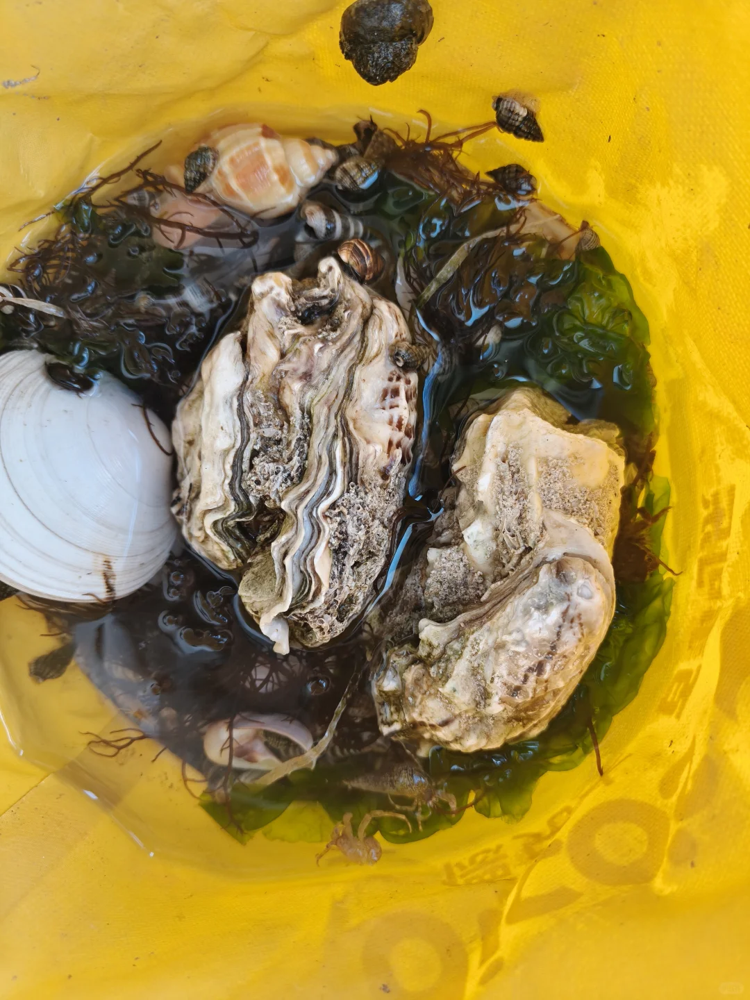 五一带🐶玩海莱州我太爱了（景点美食篇）