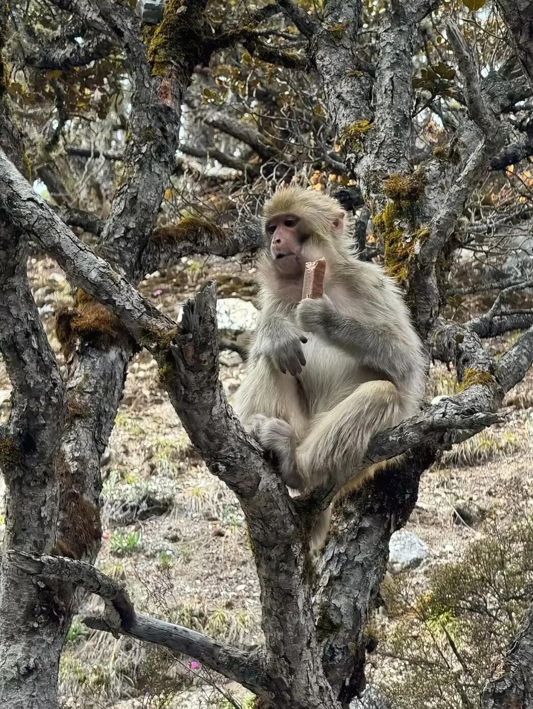 连夜删西藏！稻城亚丁才是王炸！
