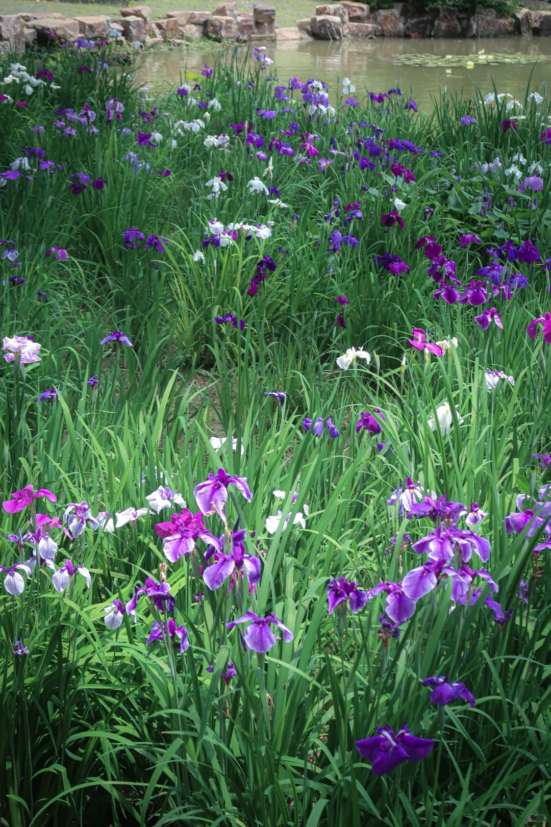 鼋头渚|花菖蒲无尽夏