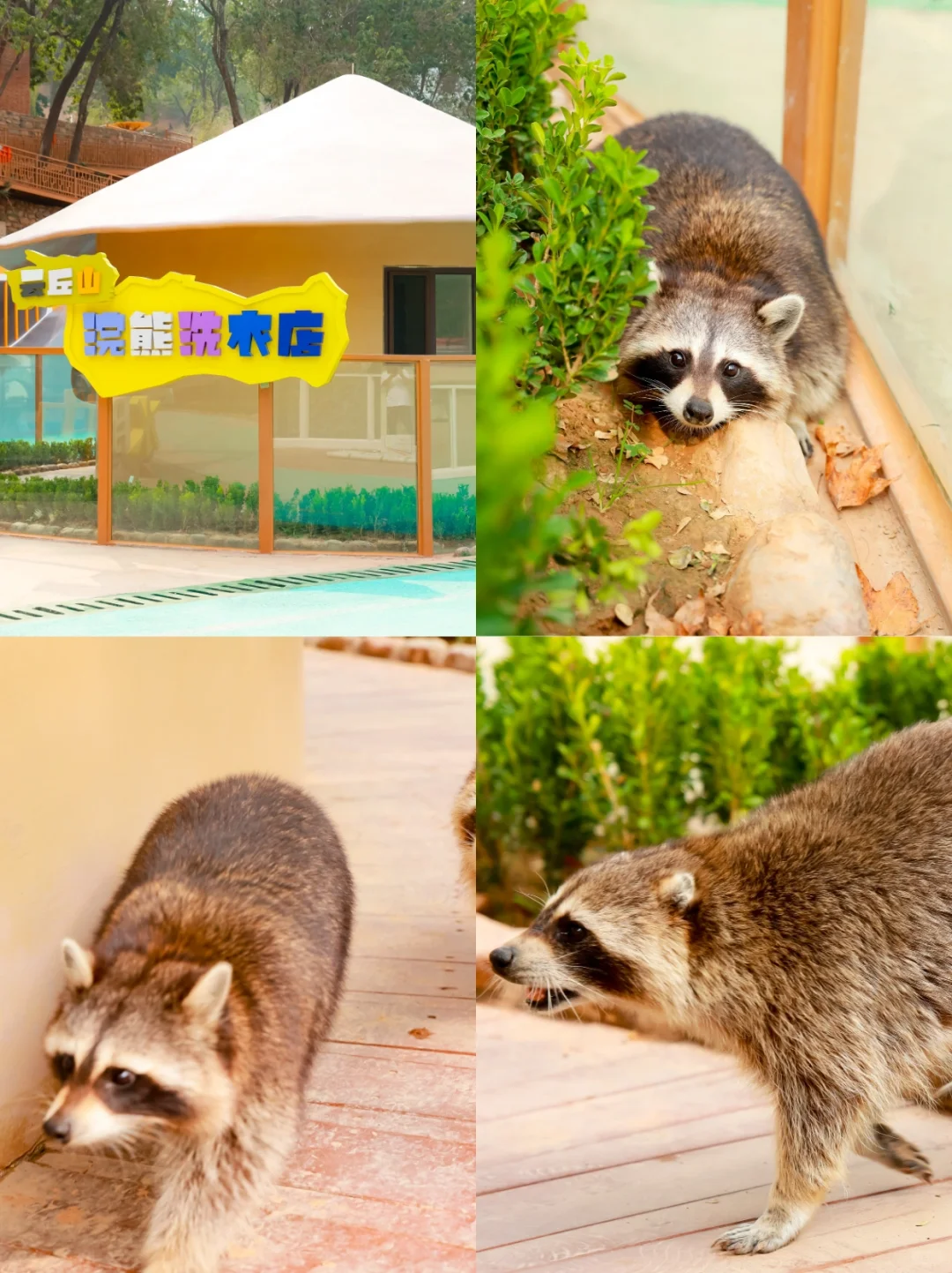 端午遛娃天花板‼云丘山萌宠乐园治愈暴击