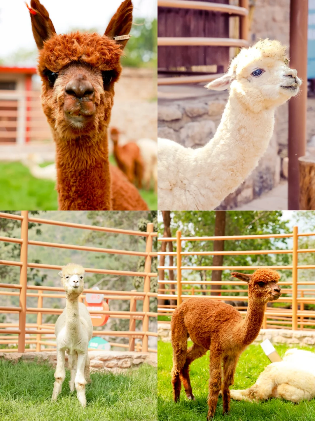 端午遛娃天花板‼云丘山萌宠乐园治愈暴击