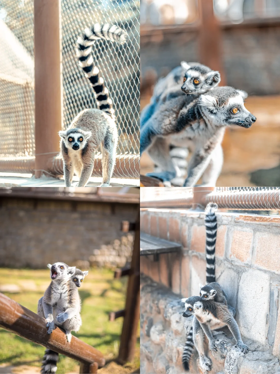 端午遛娃天花板‼云丘山萌宠乐园治愈暴击