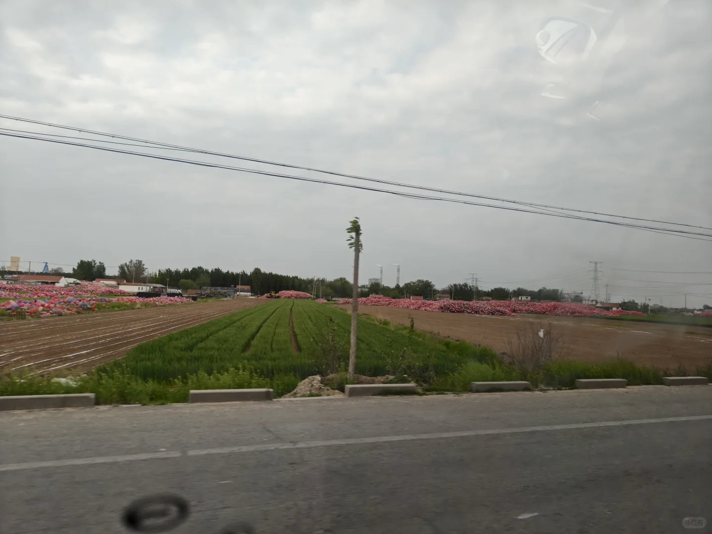 五一带🐶玩海莱州我太爱了（景点美食篇）