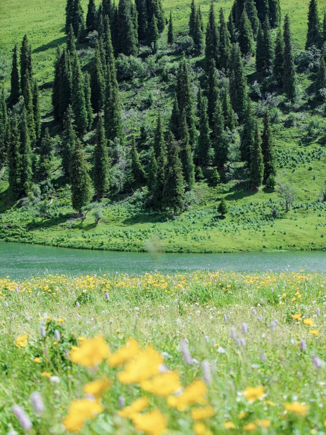 5-8月千万别去新疆伊犁！后劲真的大过失恋