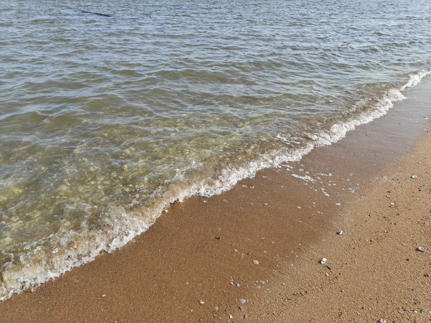 五一带🐶玩海莱州我太爱了（景点美食篇）