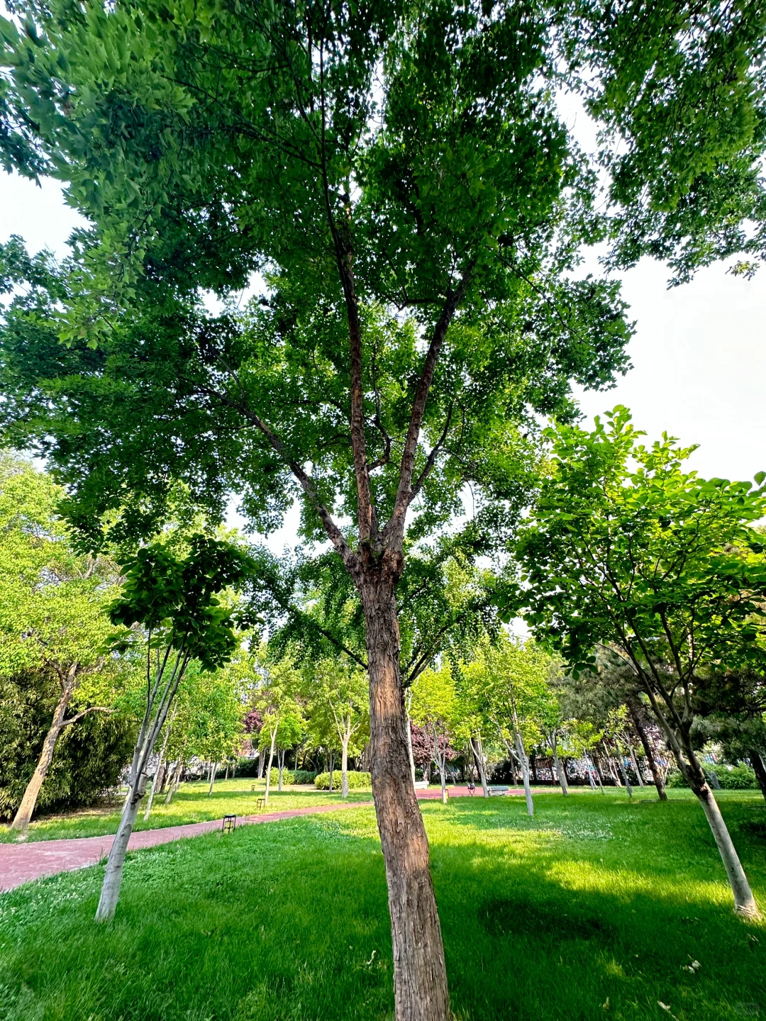 邯郸有点东西❗公园大树开瀑布