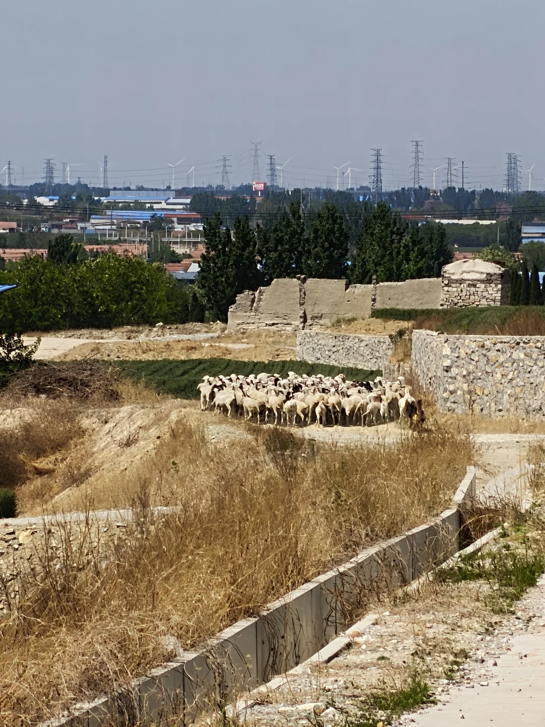 五一带🐶玩海莱州我太爱了（景点美食篇）