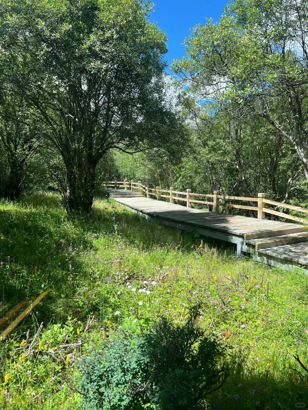 确定了❗️高考后毕业旅行📍来川西稻城亚丁