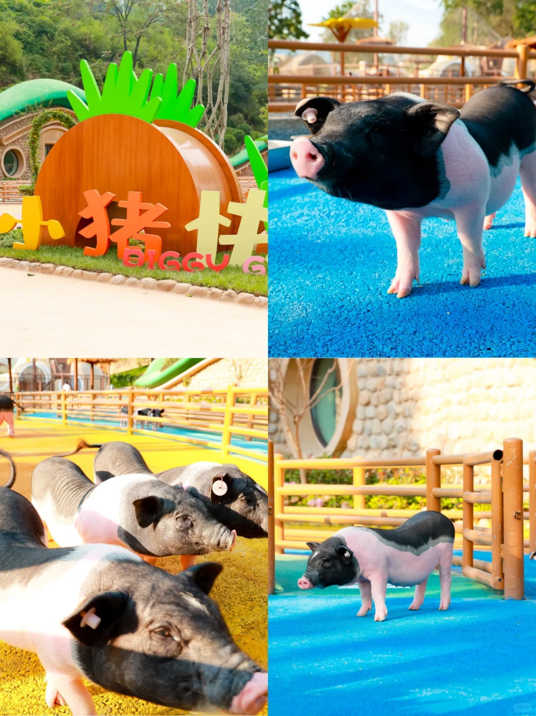 端午遛娃天花板‼云丘山萌宠乐园治愈暴击