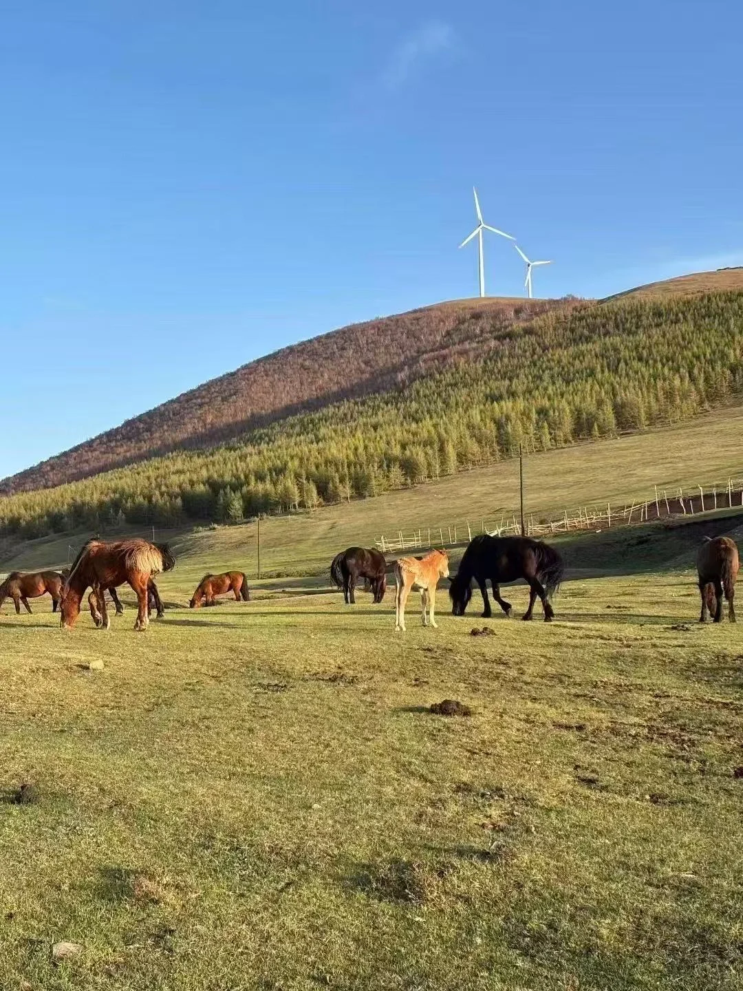 5-8月的坝上草原🌄！！💐美到失语….