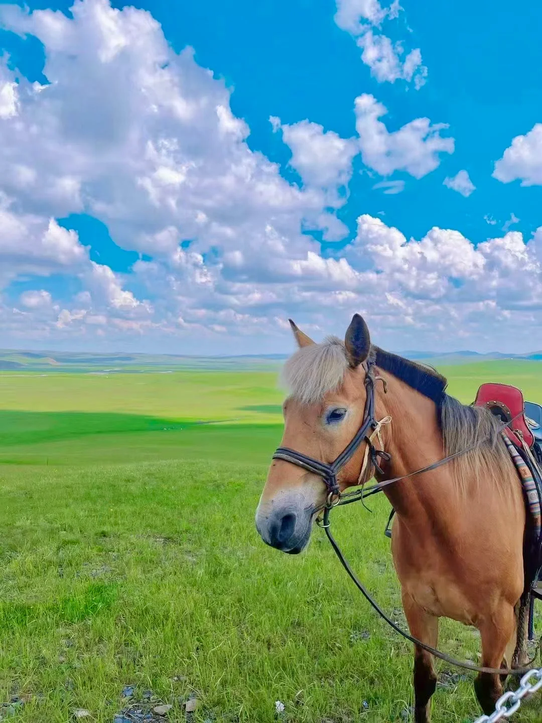 人生建议！一定要在夏天来一次呼伦贝尔，美哭
