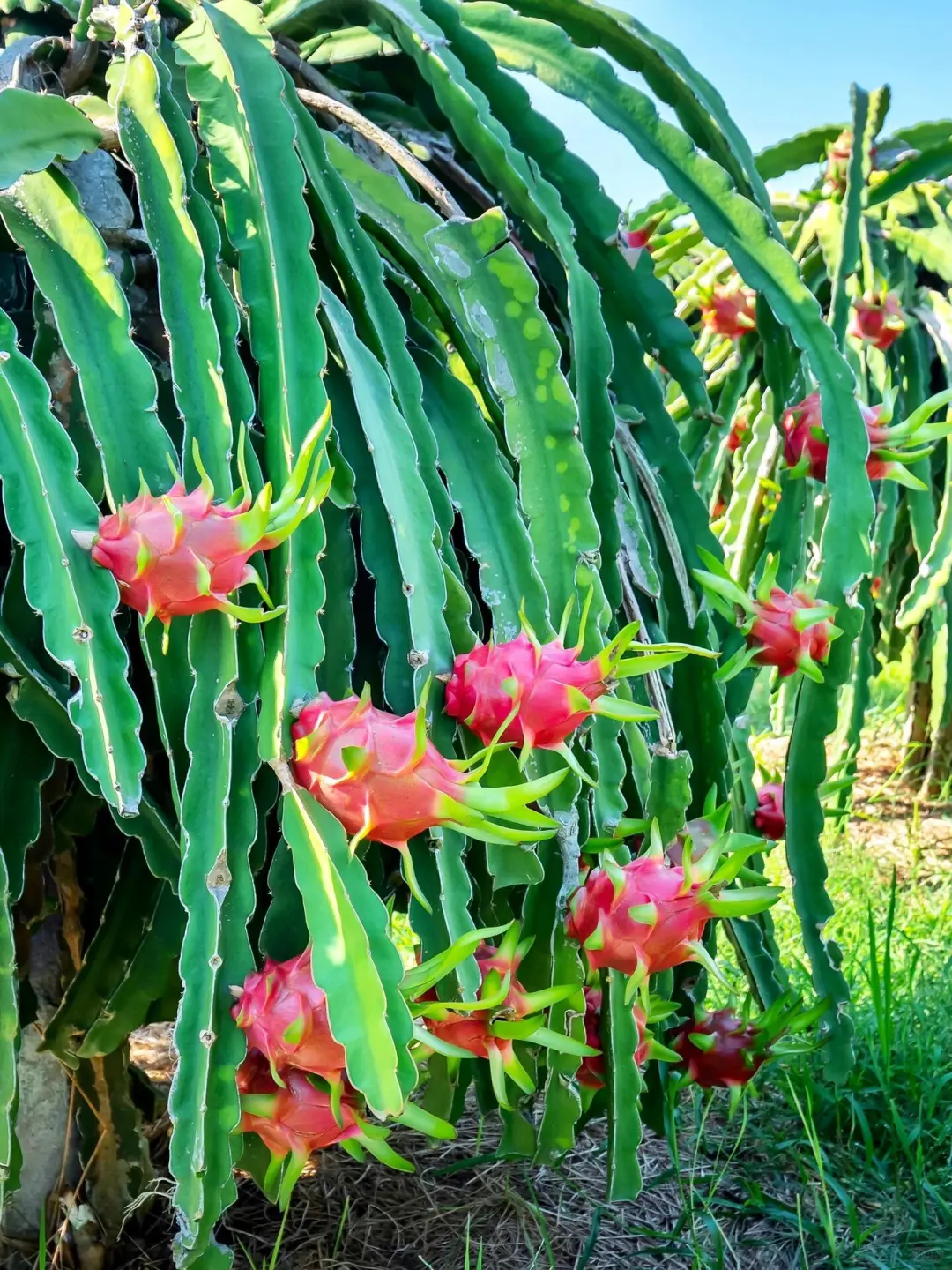 人生建议：带孩子来贵州，一定要暑假去！