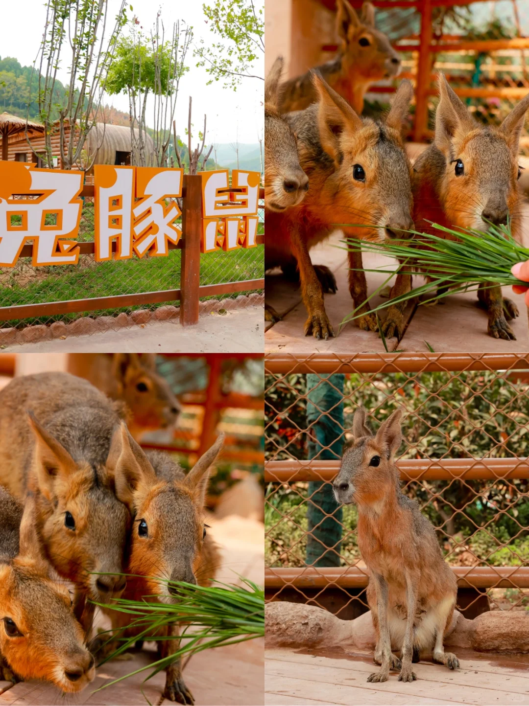 端午遛娃天花板‼云丘山萌宠乐园治愈暴击