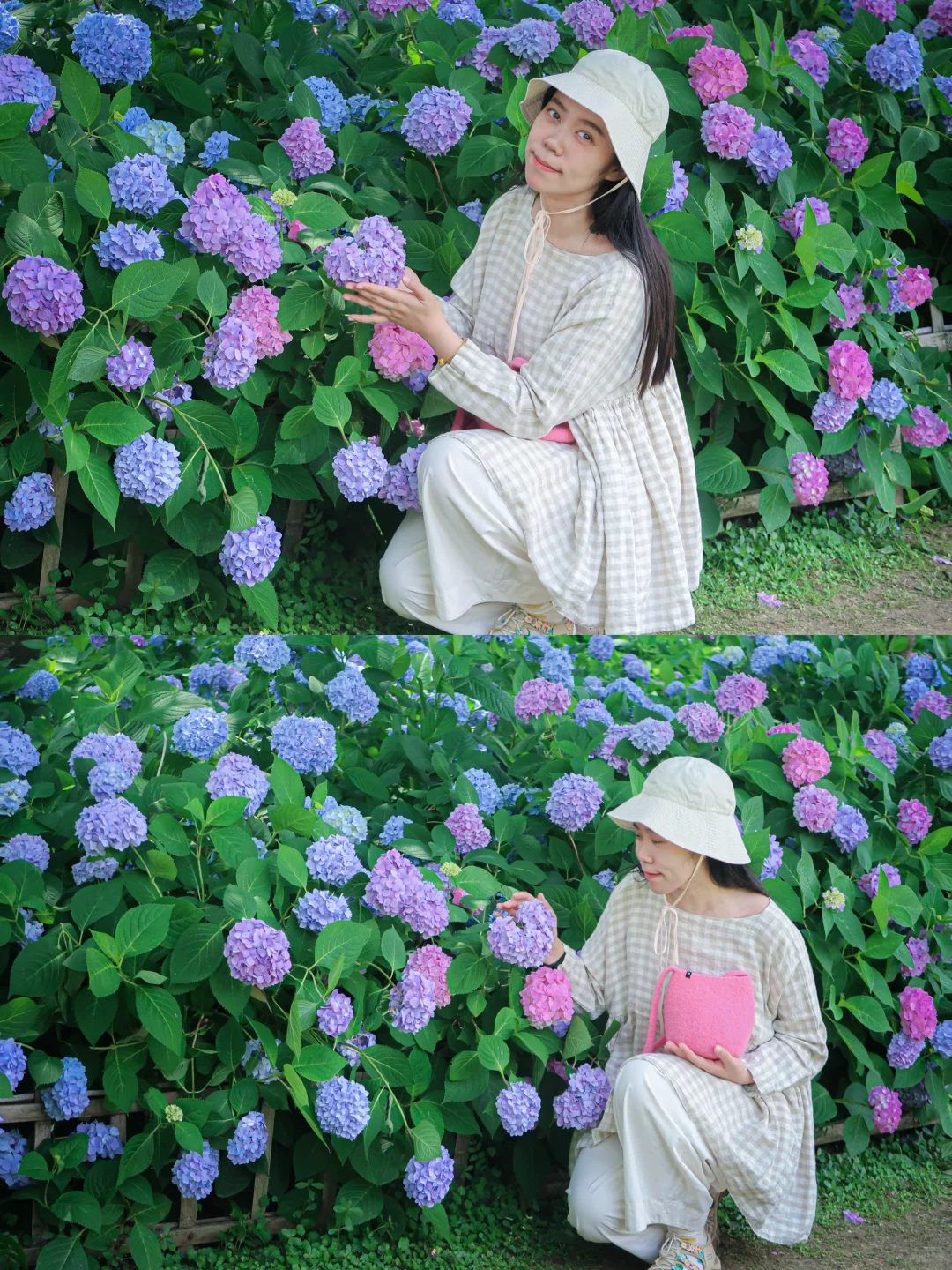 鼋头渚|花菖蒲无尽夏