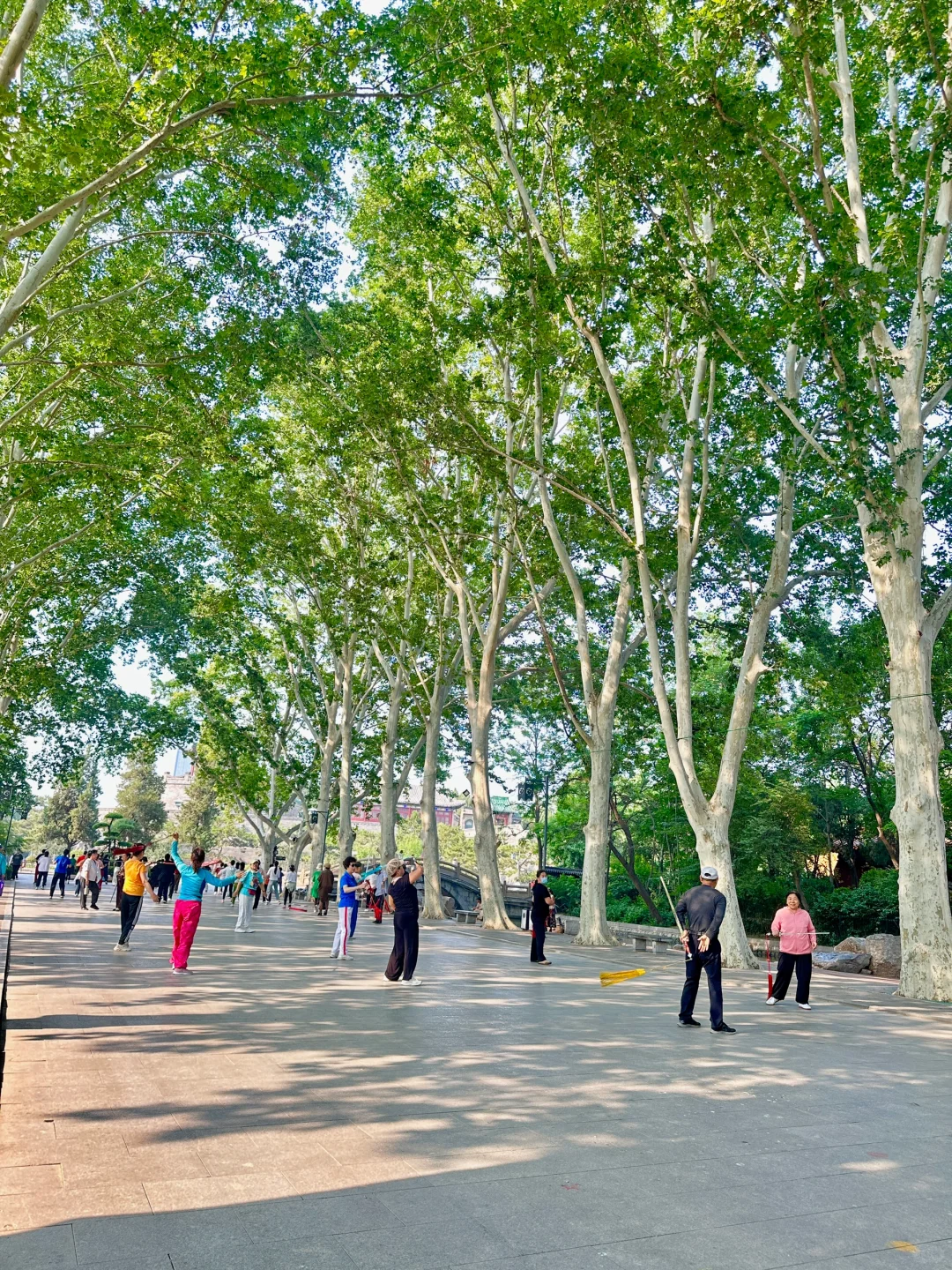 邯郸有点东西❗公园大树开瀑布