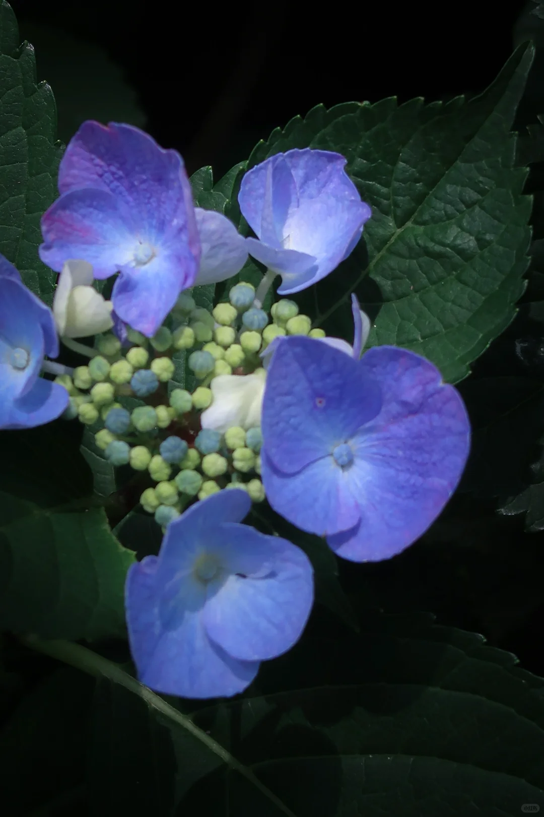 鼋头渚|花菖蒲无尽夏