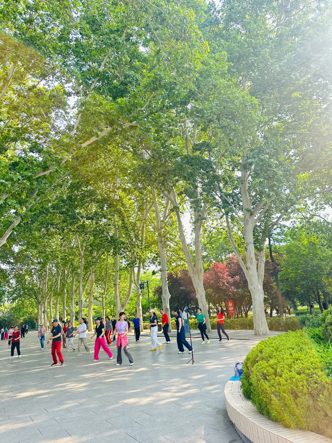 邯郸有点东西❗公园大树开瀑布