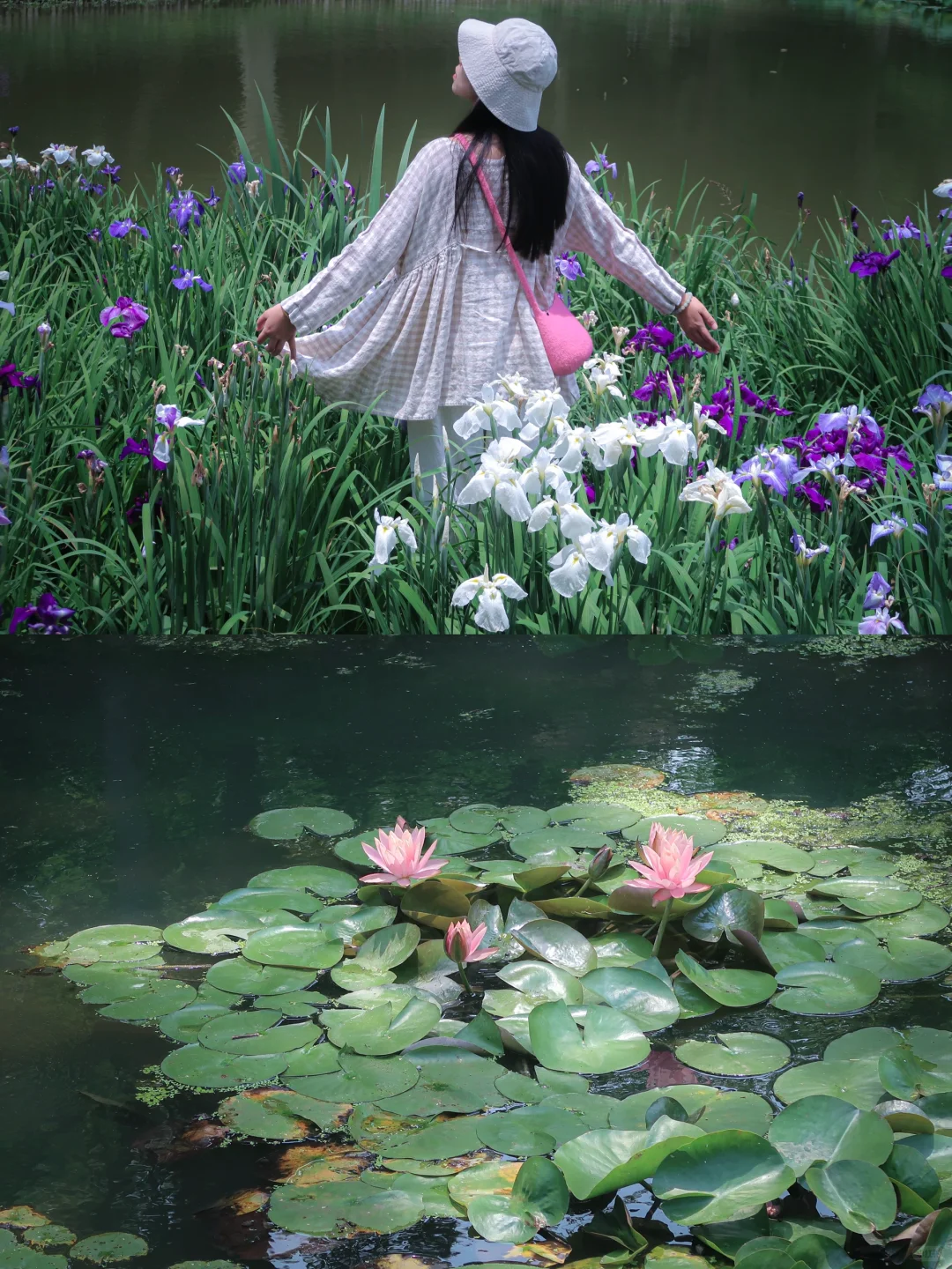 鼋头渚|花菖蒲无尽夏