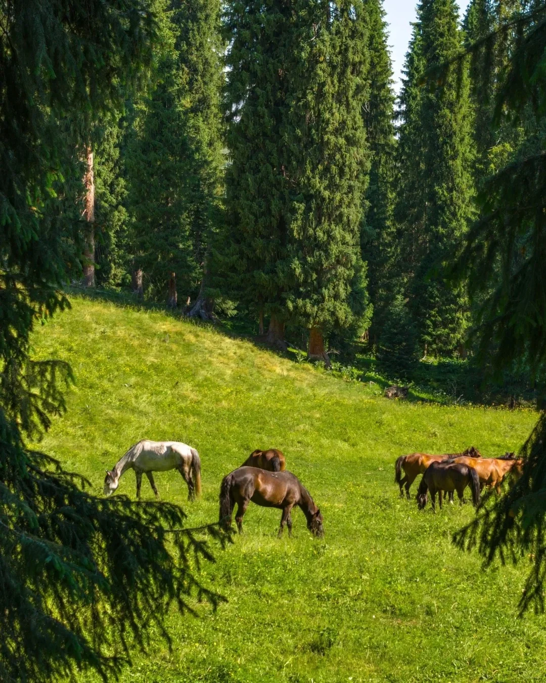 和男友新疆伊犁玩了8天，消费观崩塌了🙀