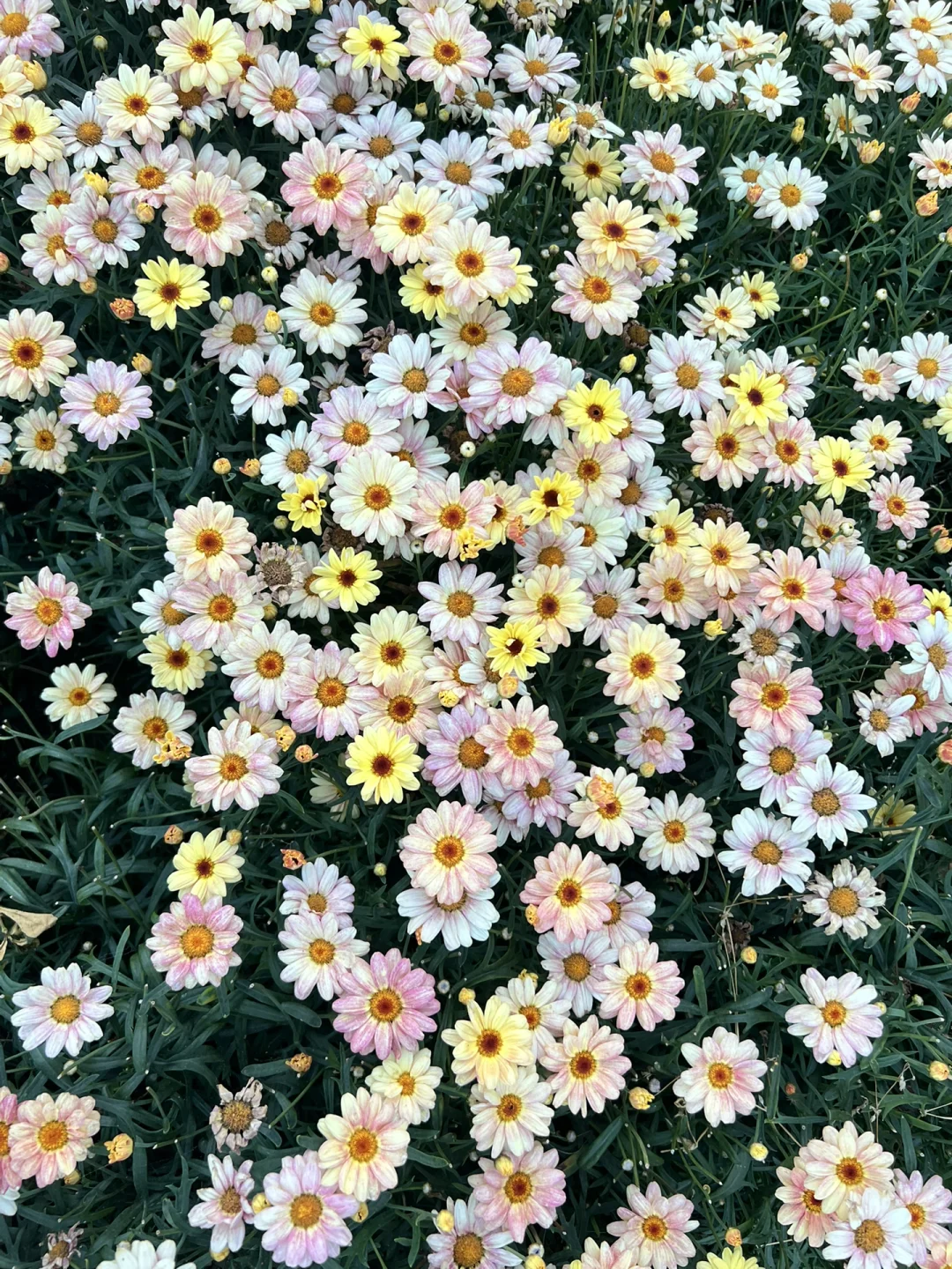 5.21-5.22两天两夜懒人打车大理攻略