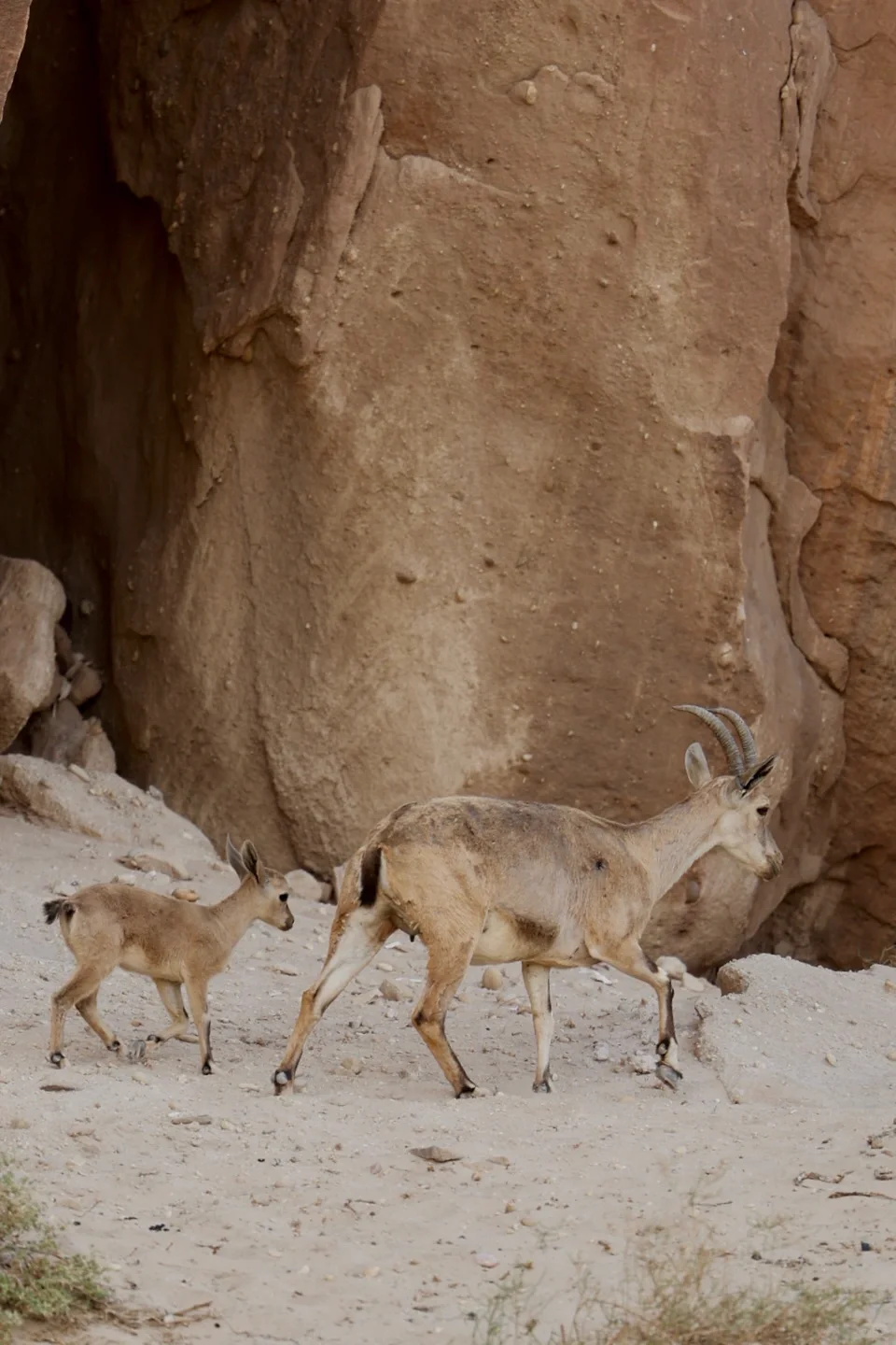 沙特5🇸🇦AlUla景点攻略｜淡季大胆冲