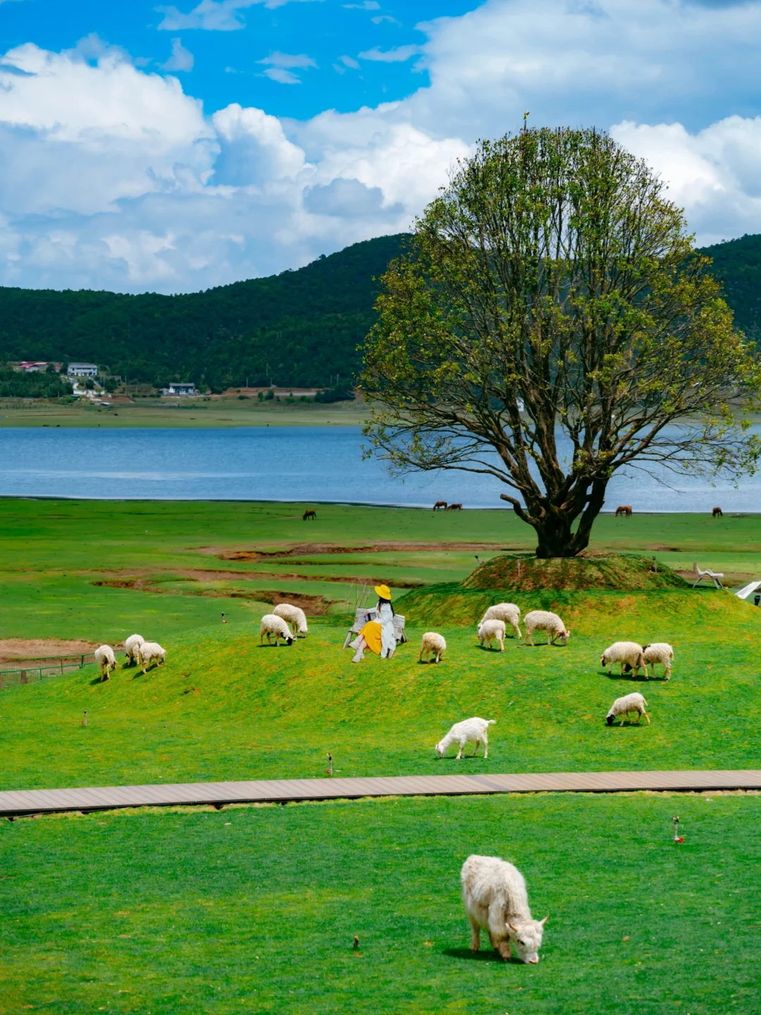 云南丽江📍文海村❗记住这个美好的地方❗