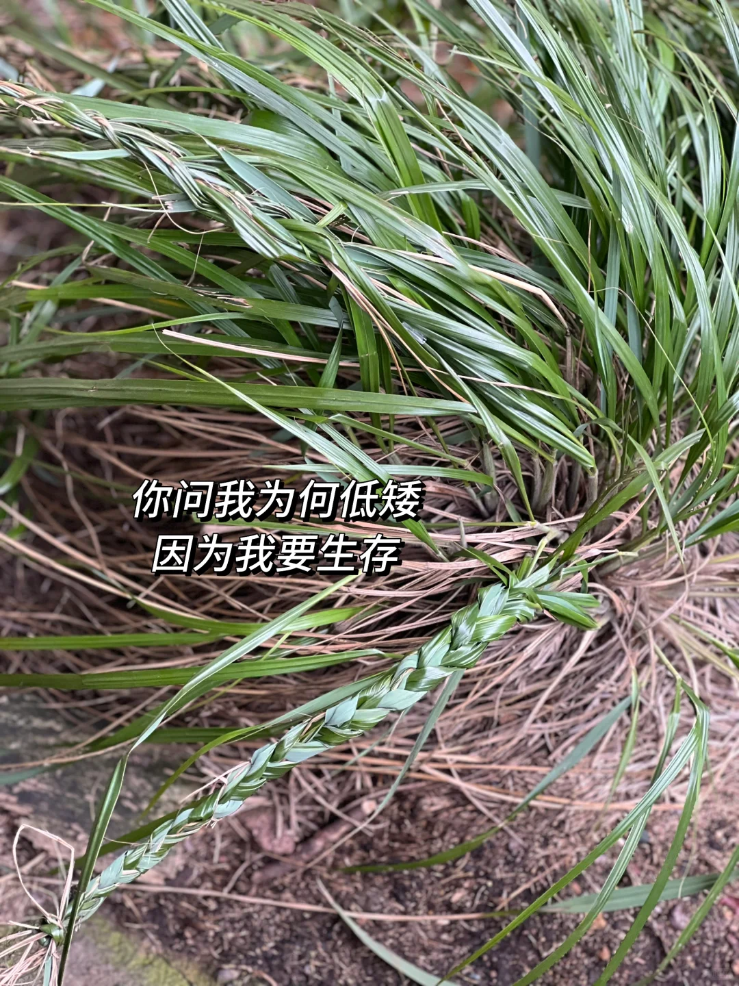 ⛰️弋阳龟峰｜小众爬山景点纯享版