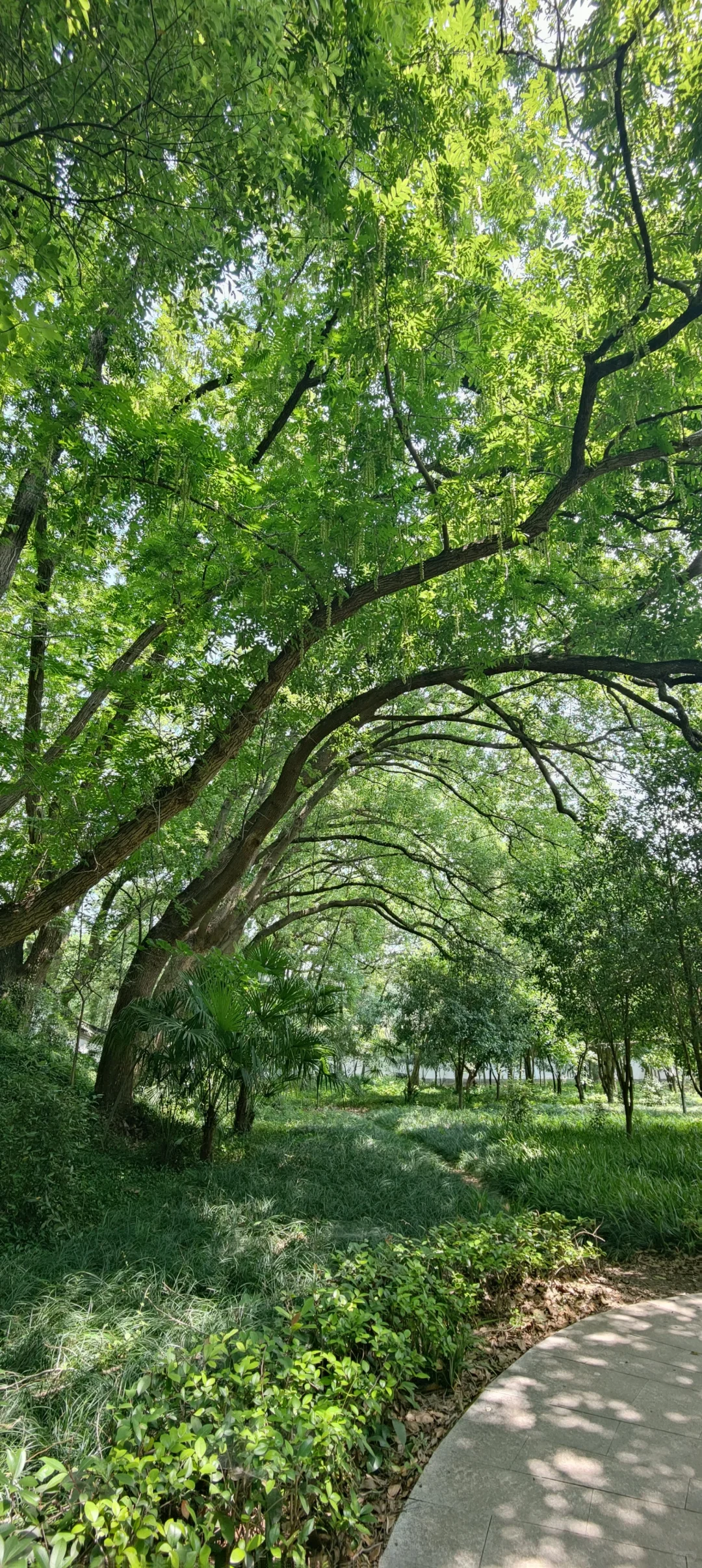 属于上海的小众天然氧吧