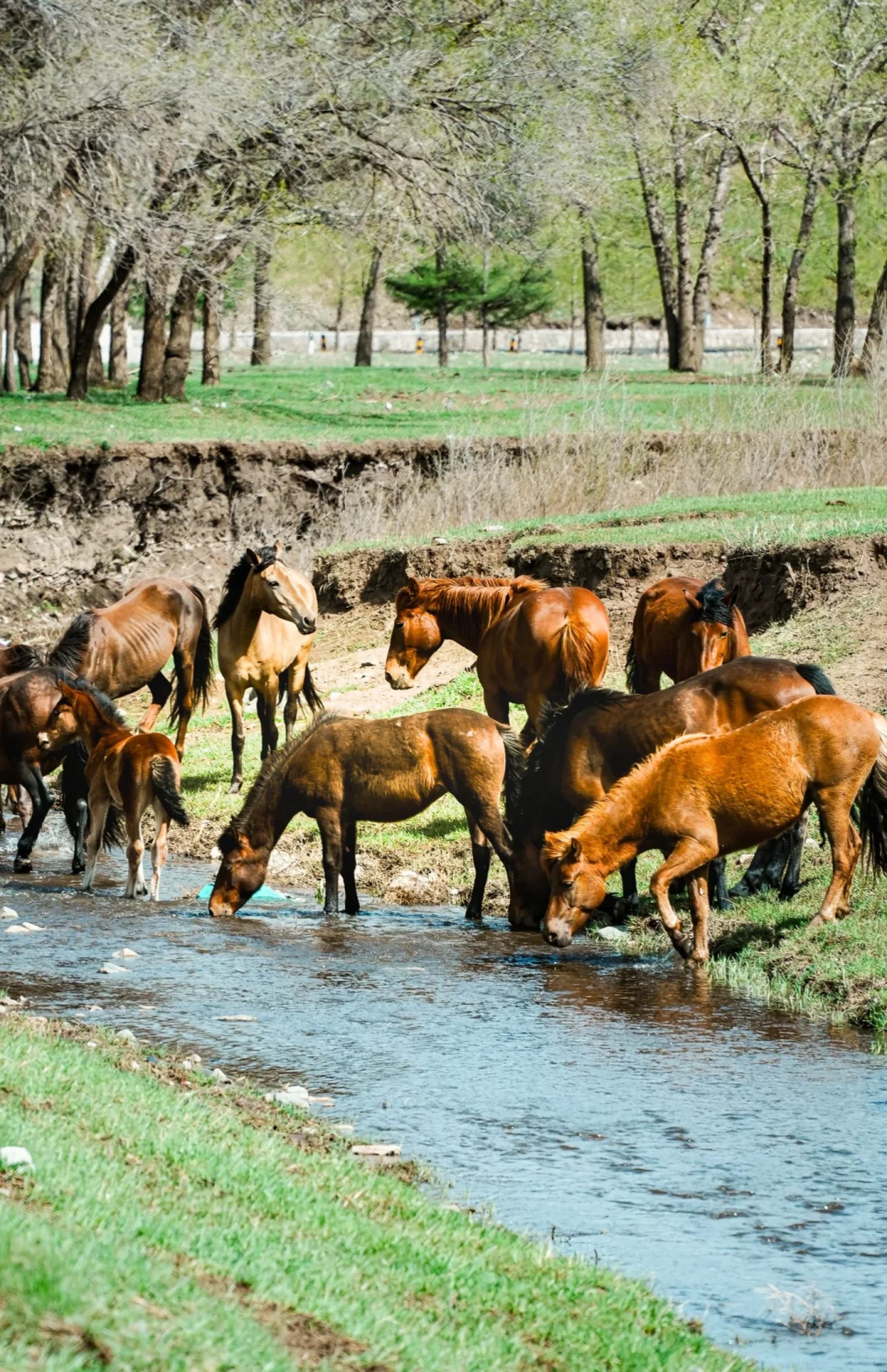 端午逃离计划！！2h直达京北“小新疆”