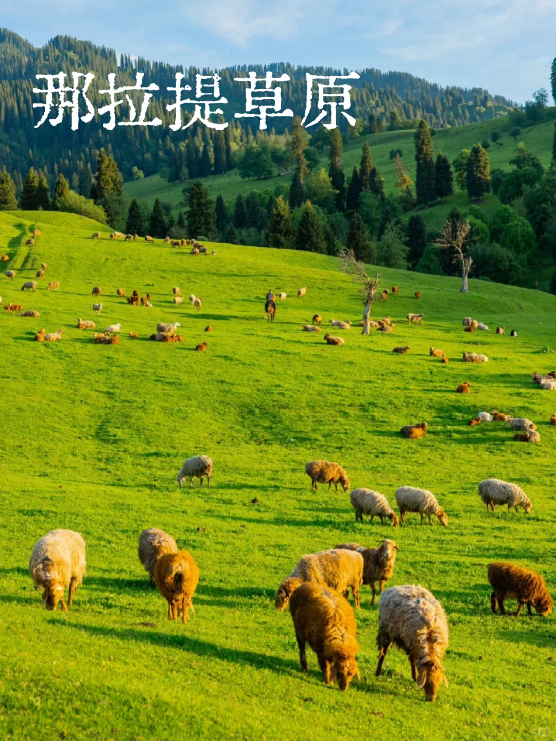 爆玩新疆！这个夏天一起去草原上撒野吧！