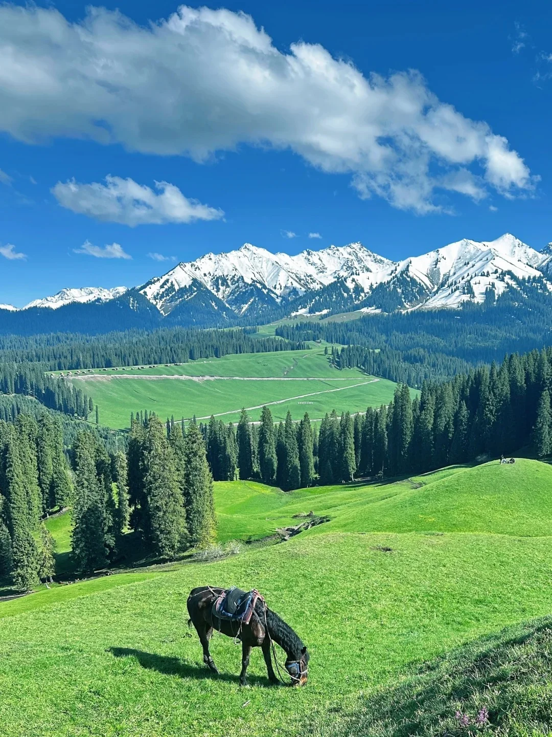 接下来的新疆，一定会刷新你对夏天的想象❗