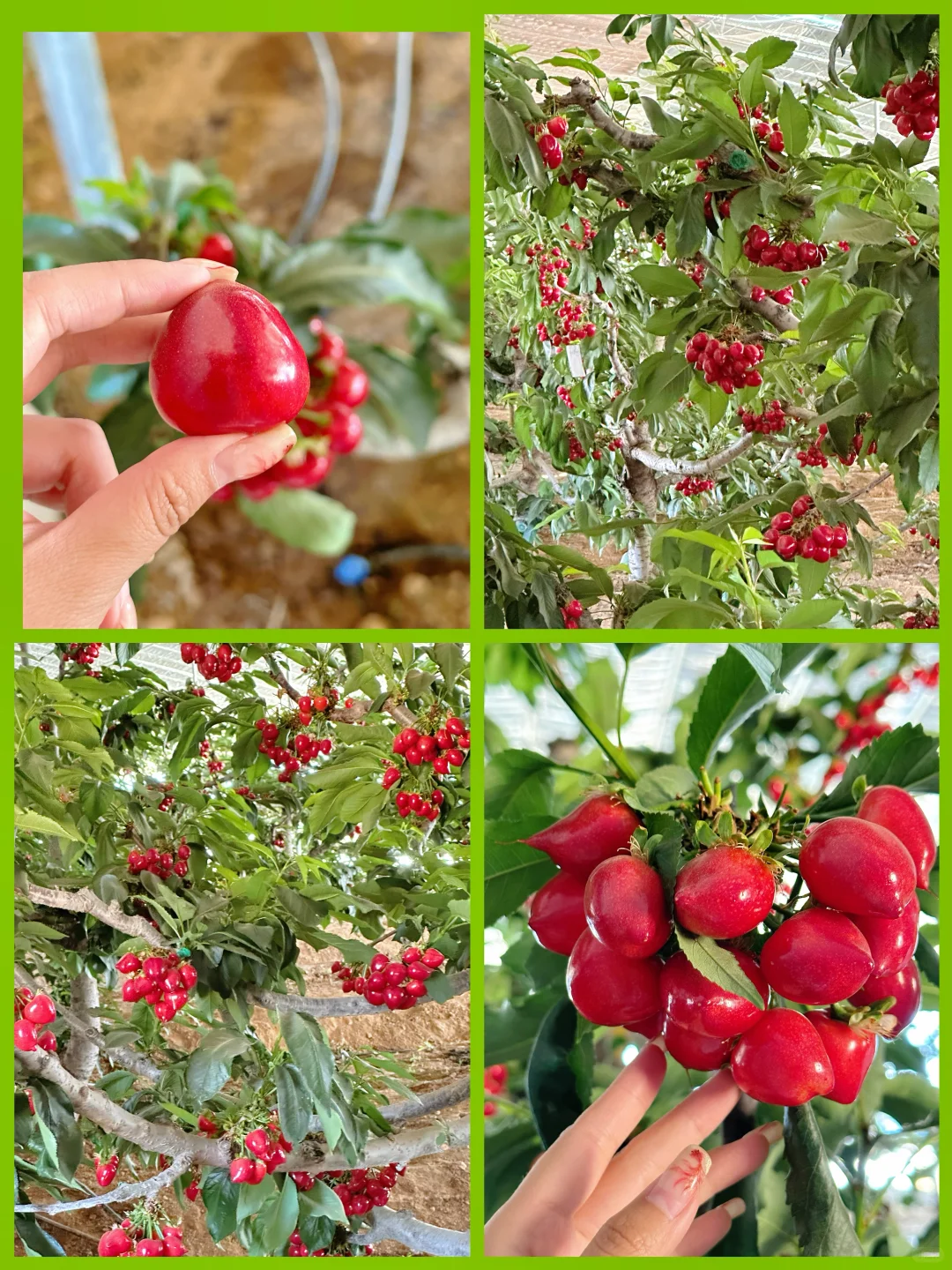 发朋友圈问疯了❗️这里真的不是阿勒泰‼️