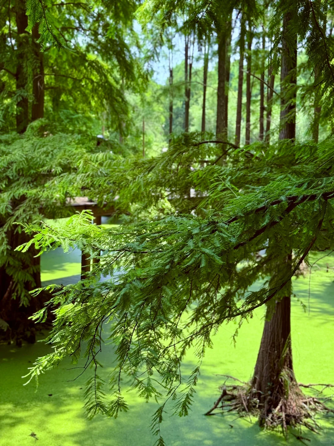 杭州景区next level了