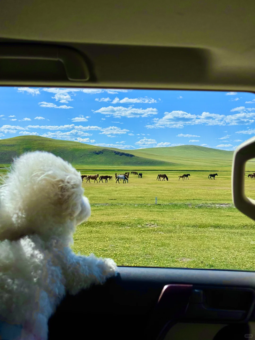 live呼伦贝尔这本书🐶小狗我呀又多读了一页