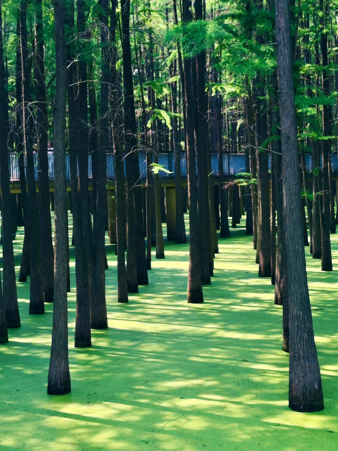 杭州景区next level了