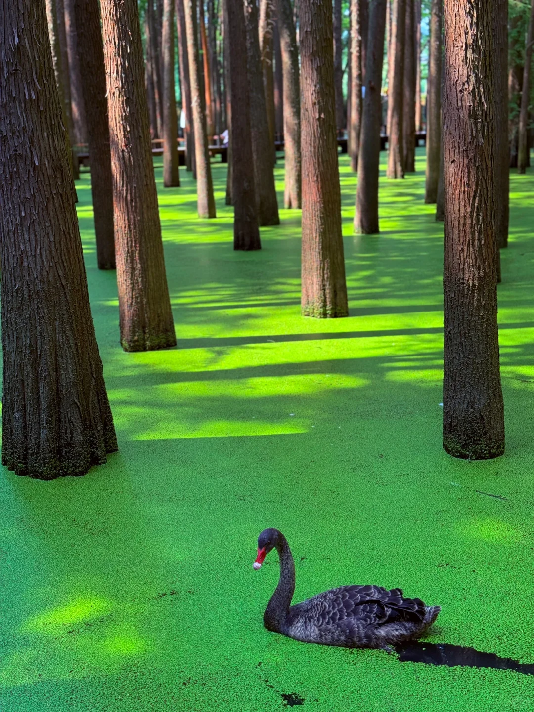 杭州景区next level了