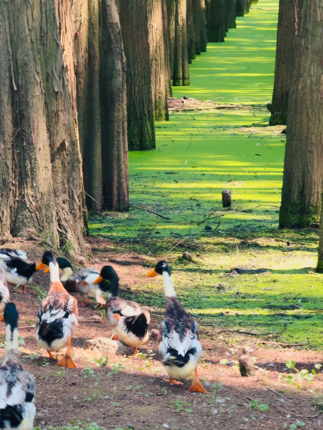 杭州景区next level了