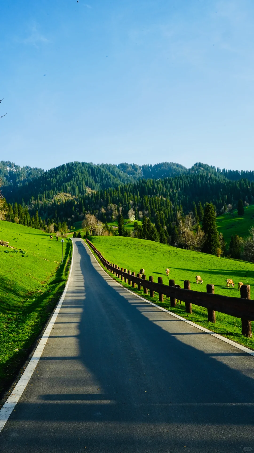 6-8月游新疆┃伊犁轻奢9日游人均仅💰5k✚