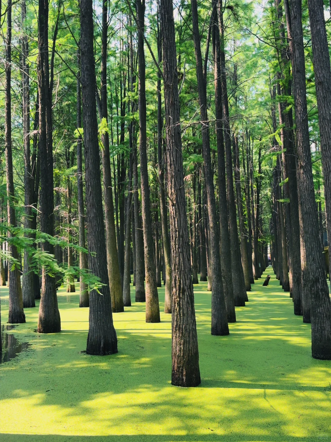 杭州景区next level了