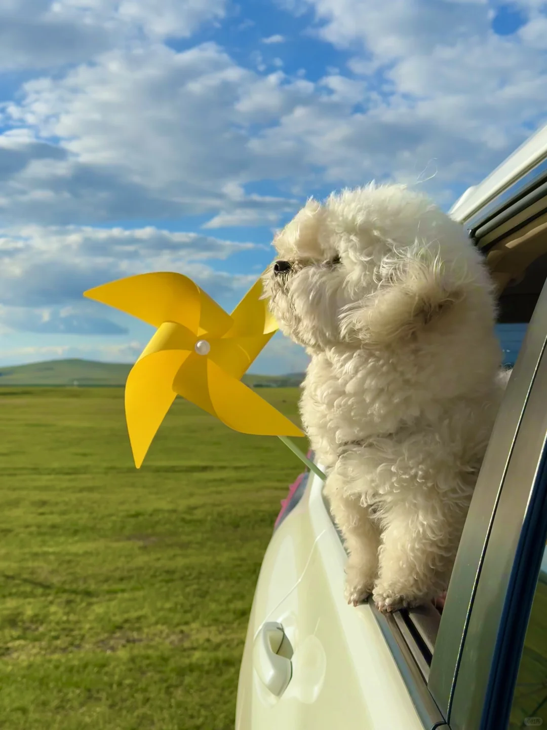 live呼伦贝尔这本书🐶小狗我呀又多读了一页